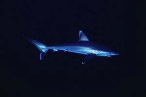 Elphinstone Red Sea by Alex Dawson 